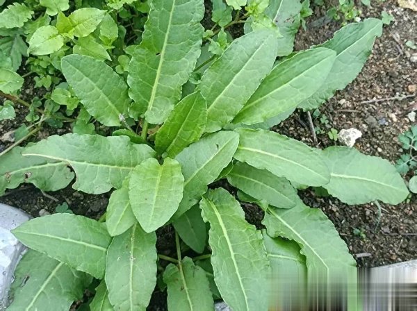 趣操盘 乍看像菠菜，老人称“通便菜”，地下藏“黄金根”，懂行的都在挖